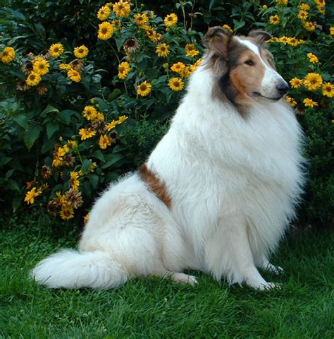 Rough Collie Info, Temperament, Lifespan, Puppies, Pictures