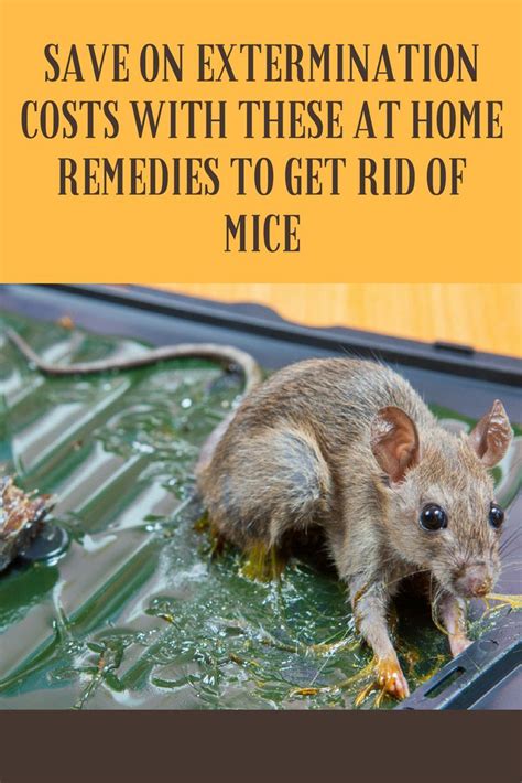 Save on extermination costs with these at home remedies to get rid of mice | Getting rid of mice ...