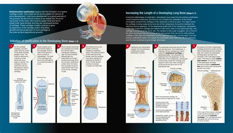 6.5: Bones form through ossification and enlarge through interstitial ...