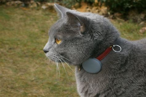 Cat Collar Considerations - What to Look for When Choosing a Collar for ...