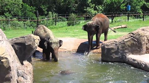 My visit to the Oklahoma City Zoo - YouTube