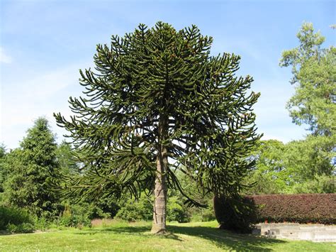 The Monkey Puzzle Tree: An Unusual and Endangered Plant - Owlcation