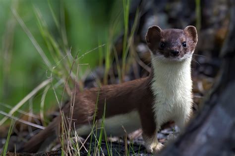 Europe’s first stoat detection dogs arrive in Orkney - Scottish Field