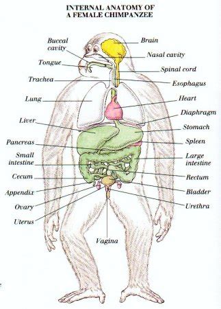 Female Chimpanzee Anatomy