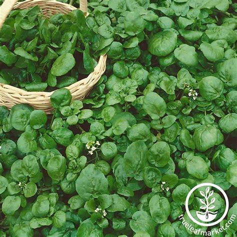 Garden Cress Seeds Vs Watercress - Garden Cress Seeds