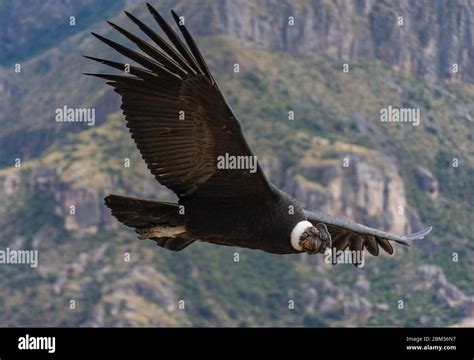 Andean Condor Wingspan