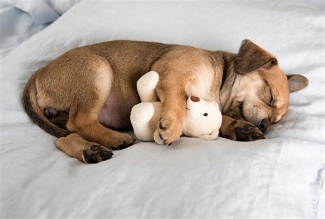 How To Help Your New Puppy Sleep Through The Night?