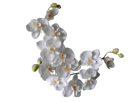 White Orchids PNG by the-night-bird on DeviantArt
