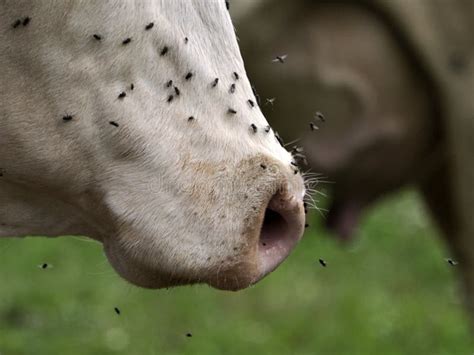 Cow with many fly stock photo. Image of animal, insect - 254017782