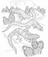 Desert Coloring Pages  Best For Kids sketch template