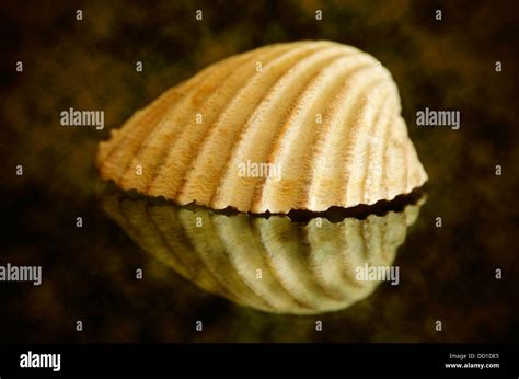 Sharp shell hi-res stock photography and images - Alamy