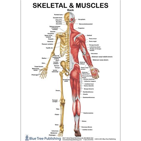 Back Muscles Anatomy Chart