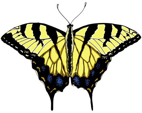 swallowtail butterfly border clipart - Clipground