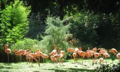 Flamingos Pink Birds Water Free Stock Photo - Public Domain Pictures