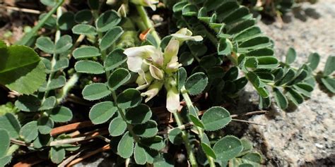 "Astragalus: The Medicinal Plant with Potential Cardiovascular Benefits ...