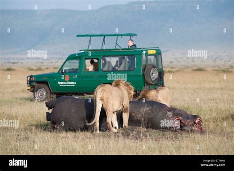 African Lion Safari in Kenya Stock Photo - Alamy