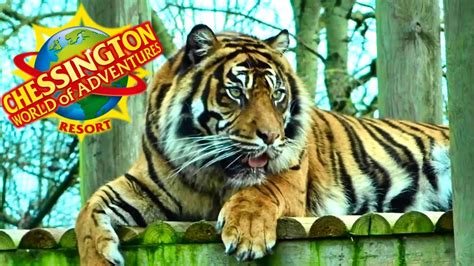 CHESSINGTON ZOO (2019) - YouTube