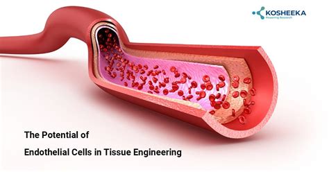 The Potential of Endothelial Cells in Tissue Engineering | Kosheeka