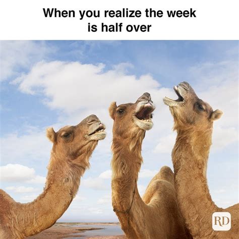 25 Hump Day Memes That Make Wednesdays Bearable | Reader's Digest