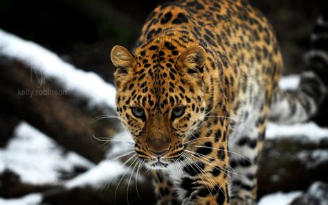 amur, Leopard Wallpapers HD / Desktop and Mobile Backgrounds