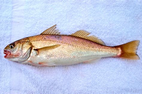 OLYMPUS DIGITAL CAMERA - Pier Fishing in California