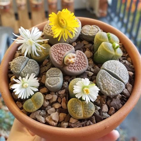 Lithops Living Stones | 1000 in 2020 | Lithops succulents, Succulents ...