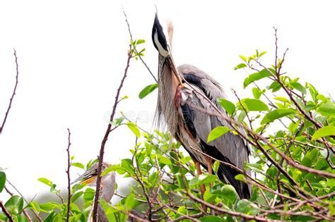 Great Blue Heron Preening Feathers in South Florida Stock Photo - Image ...