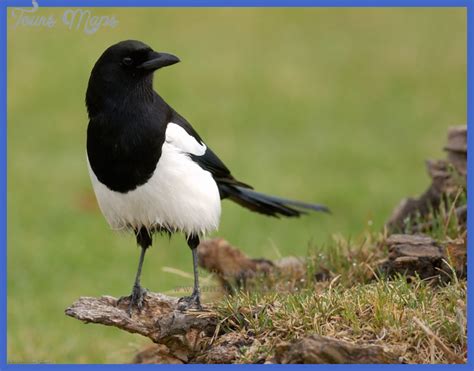 Yellowstone Birds - ToursMaps.com