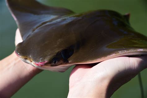 For The First Time, Biologists Track Cownose Rays to Florida and Back | Smithsonian Institution