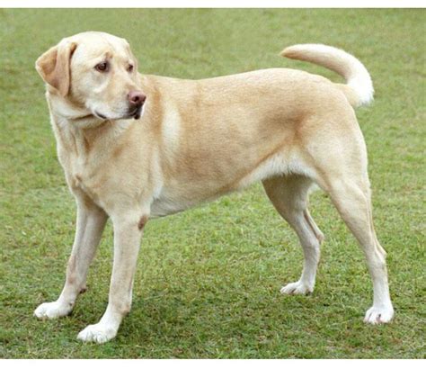 Labrador Retriever - Razas de Perro - Mi Perro Es Único