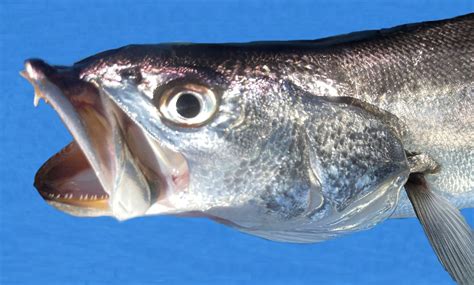 White Seabass | Mexican Fish.com