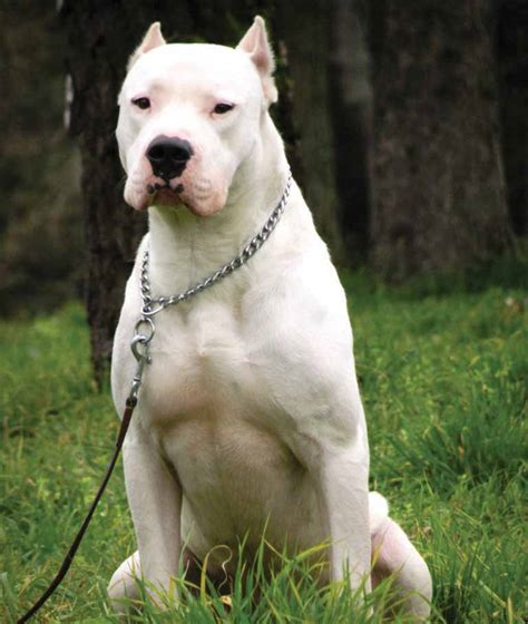 Dogo Argentino - Temperament, Lifespan, Shedding, Puppy