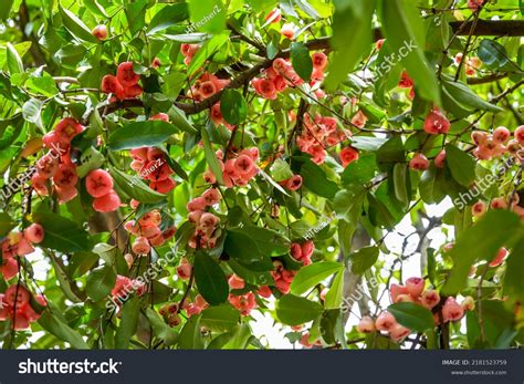 9,452 Tree Fruitful Images, Stock Photos & Vectors | Shutterstock