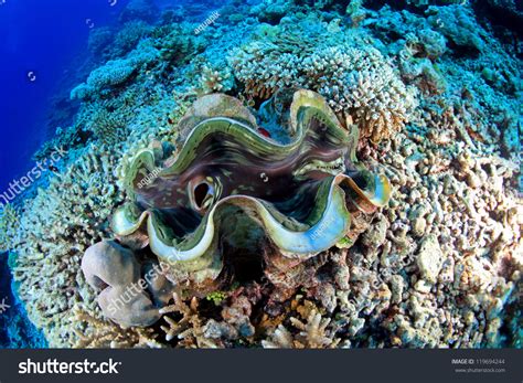 Giant Clam Tropical Coral Reef Stock Photo 119694244 - Shutterstock