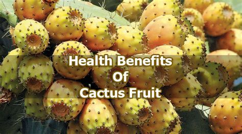 The Most Beautiful Health Benefits Of Cactus Plant And Cactus Fruit