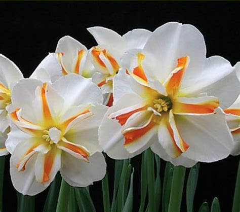 photos of orange narcissus image December birth month flower | Birth ...