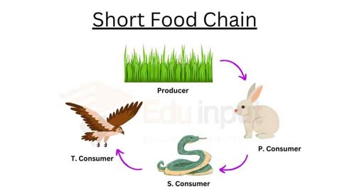 Short Food Chain-Example and Advantages