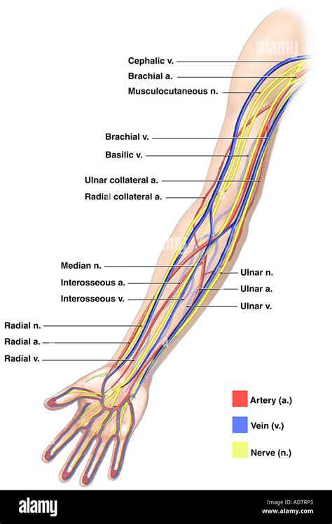 Upper Arm Arterial Anatomy