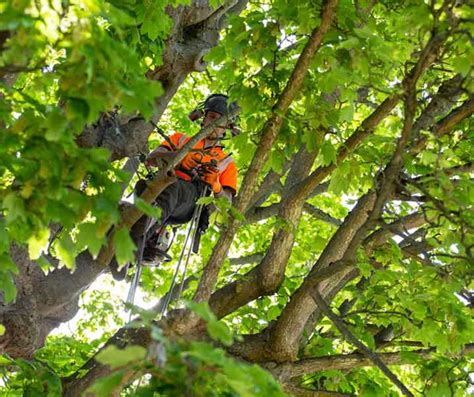 Tree Shaping Hobart | Expert Arborists | Irwin Clements Tree Service