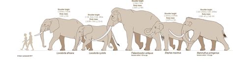 Elephant Evolution Timeline