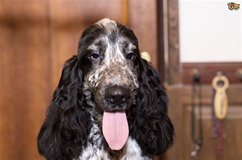 Working Cocker Spaniel Skin Problems | Dog Breed Information