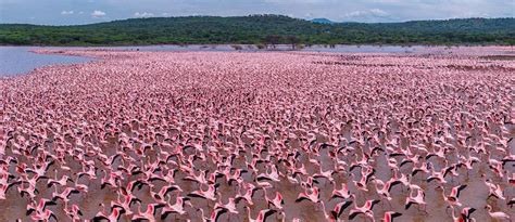 Flamingo, Kenya, Lake Bogoria | 360° Aerial Panoramas, 360° Virtual ...