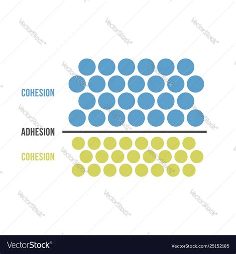 Cohesion and adhesion Royalty Free Vector Image