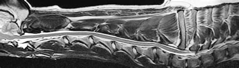 Cervical Spondylopathy (Wobbler Syndrome) - NDSR