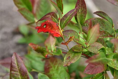 13 Common Blueberry Bush Problems, Pests, and Diseases (and How to Fix ...