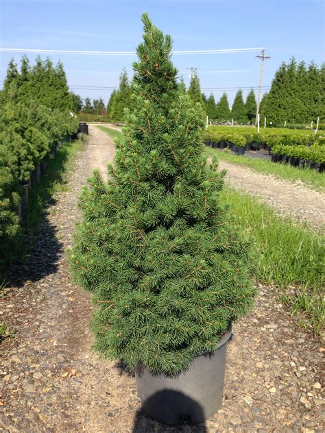 Spruce 'Dwarf Alberta - Picea glauca 'Conica' – Bay Gardens