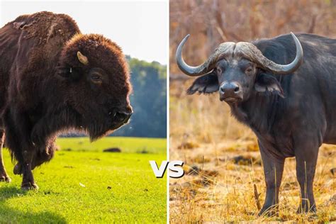 Buffalo vs Bison: These are the Main Differences