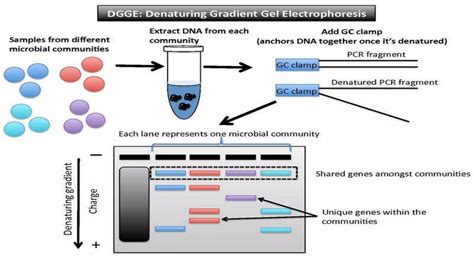 SNP Detection Methods and applications | PPT