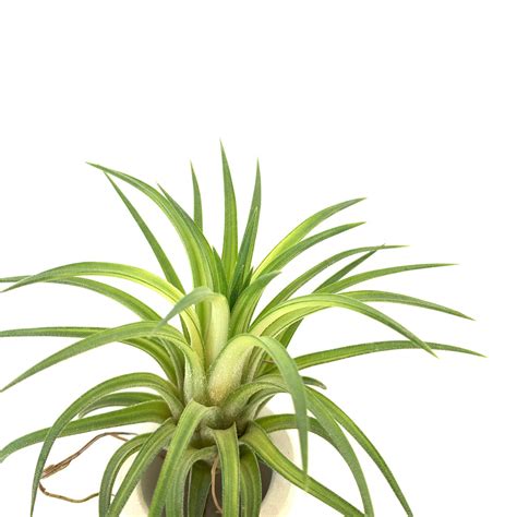 Tillandsia ionantha variegata – Cuffel Farms