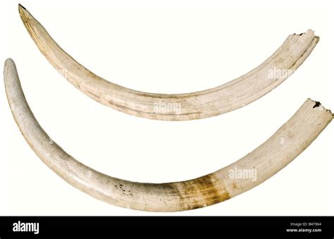 A pair of elephant tusks, Africa, circa 1960/70. Large tusks of a full ...